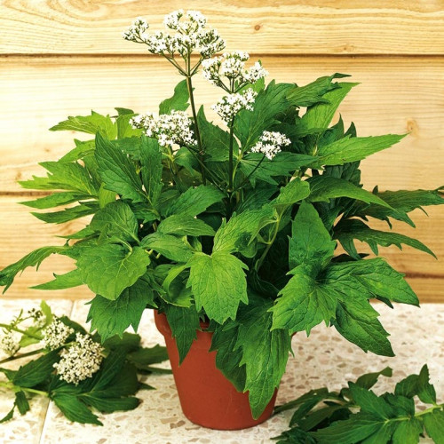 Valeriána lekárska – ( Valeriana officinalis L. ) – živá rastlinka v kvetináčiku